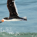 Black Skimmer