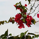 Bougainvillea
