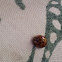 Chinita Arlequín, Harlequin ladybird