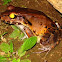 Smoky jungle frog