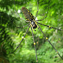 Samurai spider