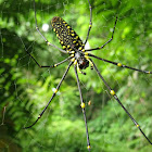 Samurai spider