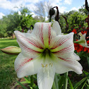 Amaryllis belladonna