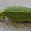 Grasshopper