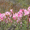 Belladonna Lily
