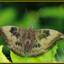 Common Baron