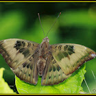 Common Baron