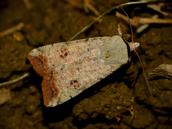 Spotting Image 1