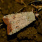Green cutworm moth