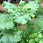 Burdock