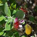 Pineapple Guava