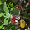 Pineapple Guava