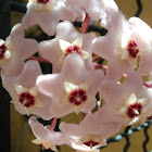 Wax plant