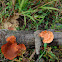 Bracket Fungi