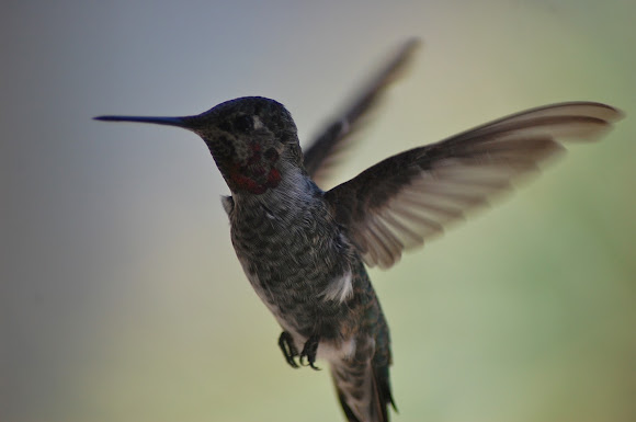 Spotting Image 1