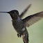Anna's hummingbird