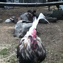 Rooster
