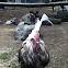 Rooster