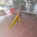 Katydid