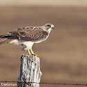 Swainson's Hawk