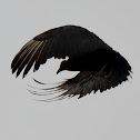 Black Buzzards (Vultures)