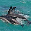 Dusky dolphin