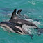 Dusky dolphin