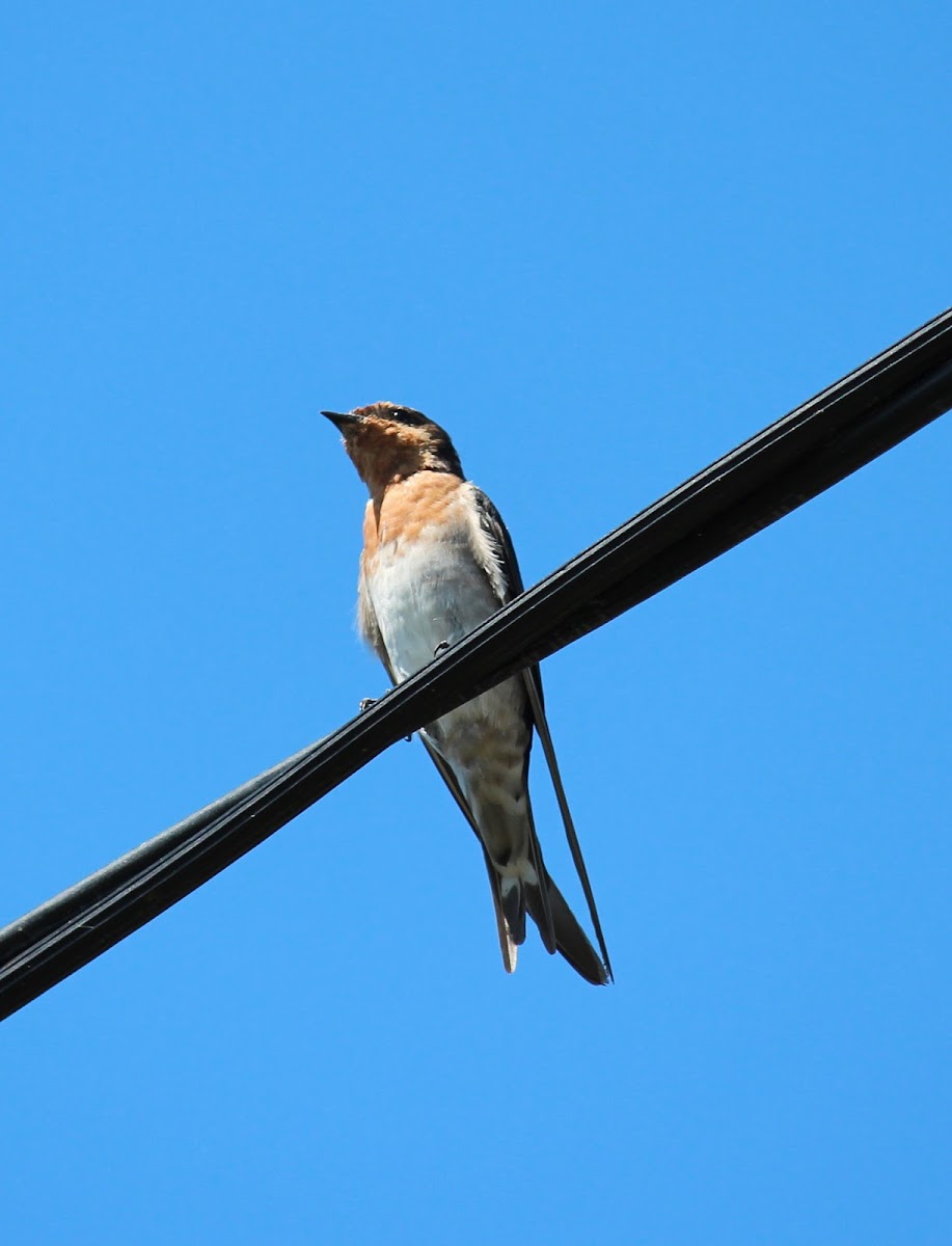 Welcome Swallow