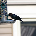 Brown-Headed Cowbird