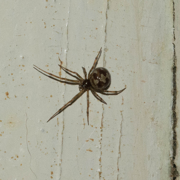 Triangulate Cobweb Spider Project Noah