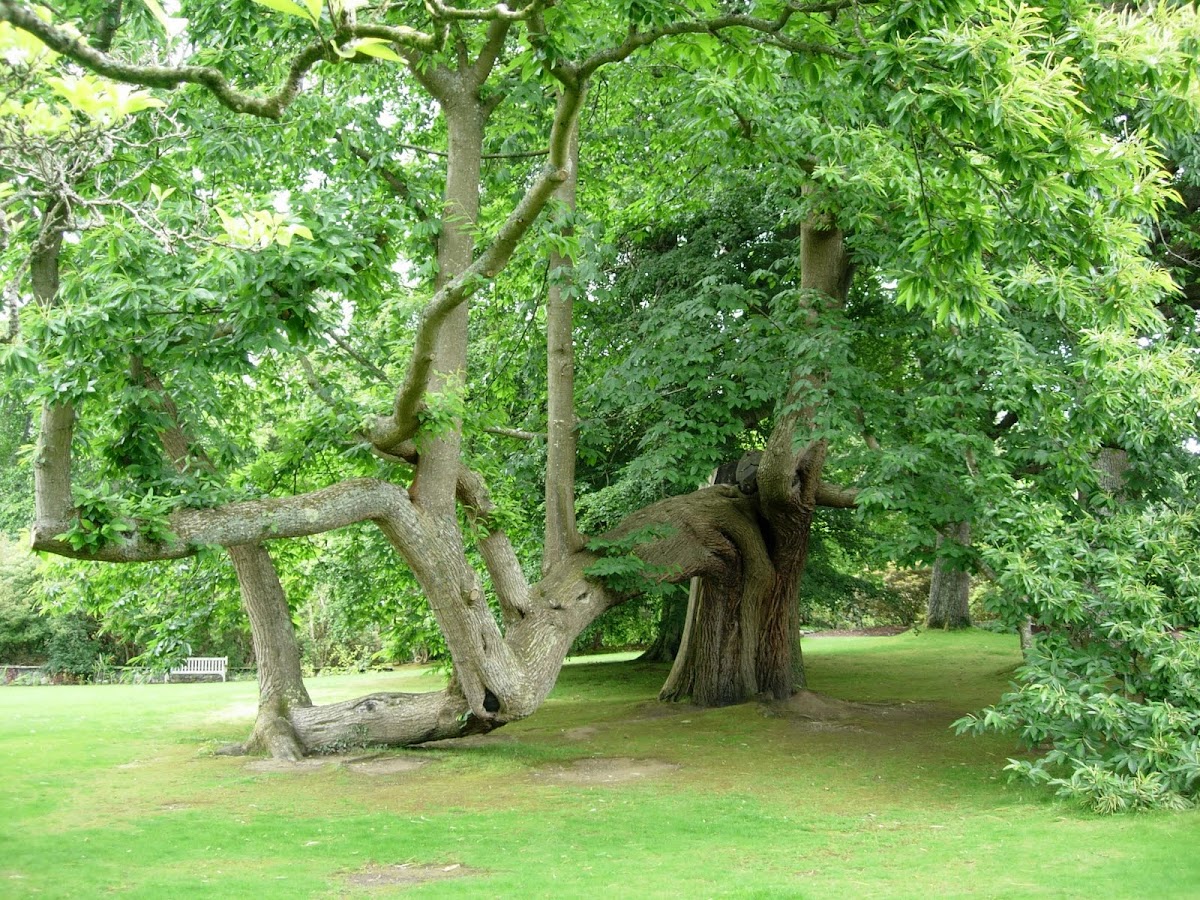 Castaño. Sweet chestnut