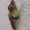 Mariposa de la col