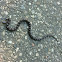 Eastern Milk Snake