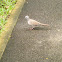 Spotted Dove