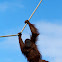 Orangutan