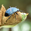 Bordered Plant Bug (nymph)