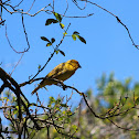 yellow-browed Tyrant