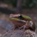 Eastern Dwarf Tree Frog, Eastern Dwarf Sedgefrog