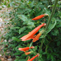 Beardlip Penstemon