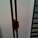 Red Admiral