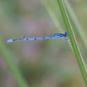 Familiar Bluet