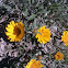 Marguerite daisy