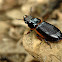 Stag Beetles