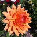 Dahlia
