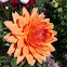 Dahlia