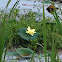 Water Lily