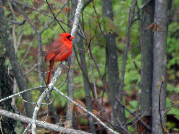 Spotting Image 1