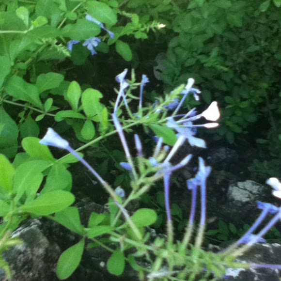 Spotting Image 1