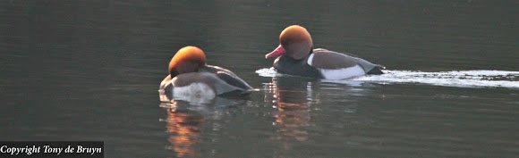 Spotting Image 1