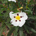 Gum cistus